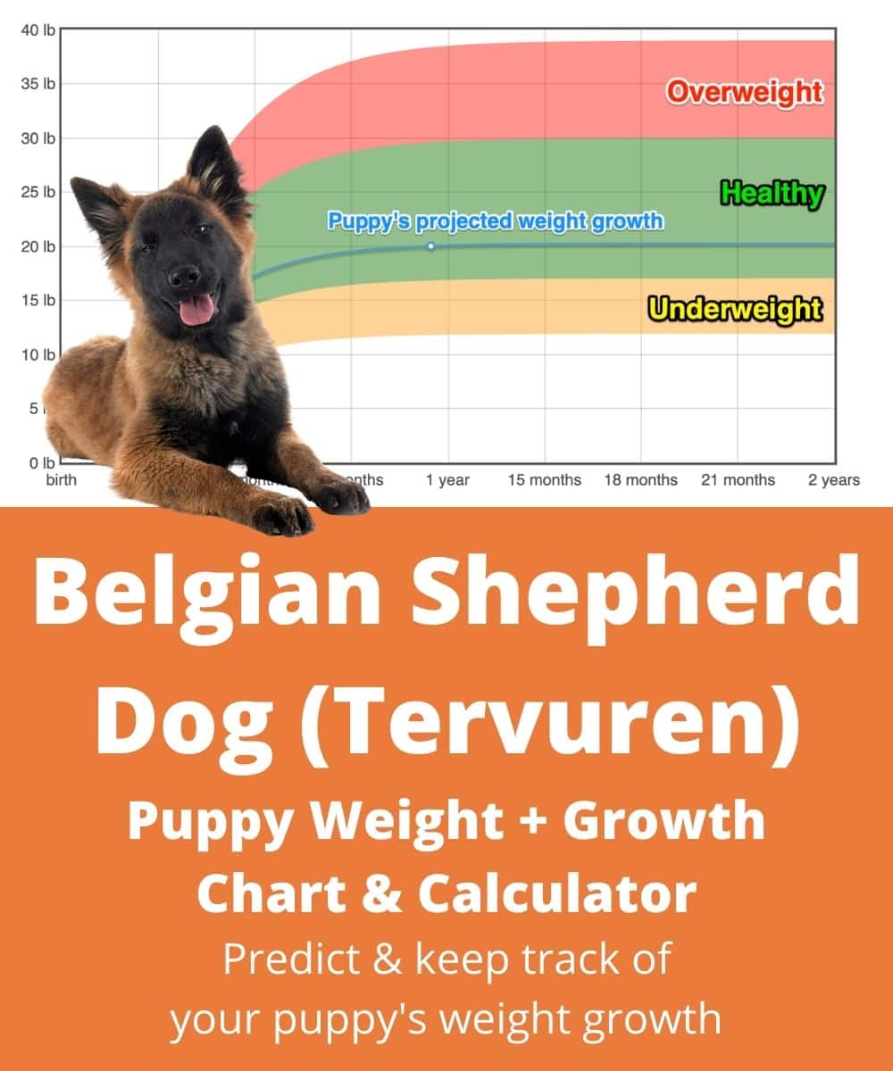belgian-shepherd-dog-tervuren Puppy Weight Growth Chart